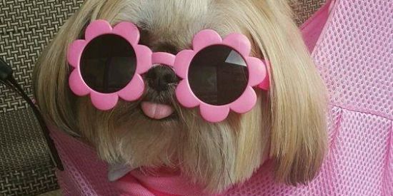 Imagem do grupo de WhatsApp figurinhas 2.0 🥳