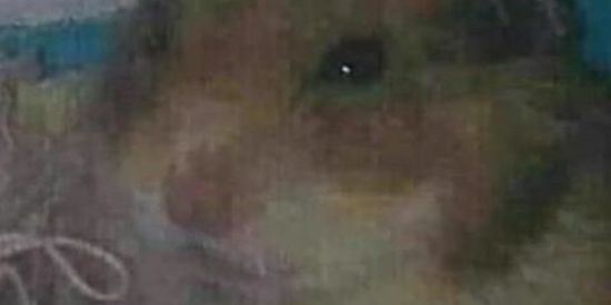 Imagem do grupo de WhatsApp Áudios do Whatsapp