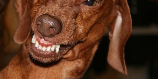 Imagem do grupo de WhatsApp 🤡FiGuRas🤡