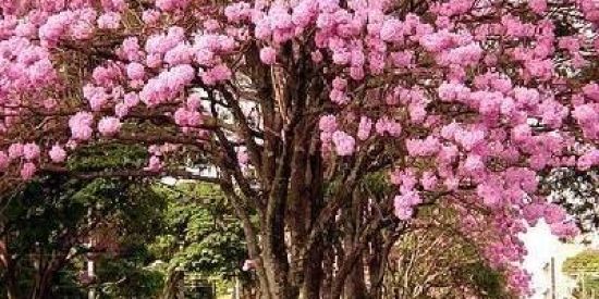 Imagem do grupo de WhatsApp Seguidores no Instagram 🥀