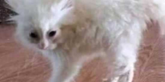 Imagem do grupo de WhatsApp Grupin