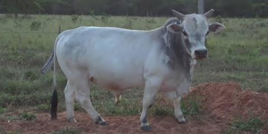 Imagem do grupo de WhatsApp MINI BOIS