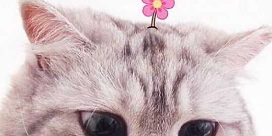 Imagem do grupo de WhatsApp 🐱RECRUTAMENTO CATS🐱