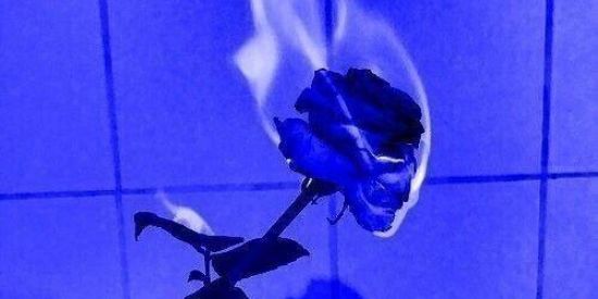 Imagem do grupo de WhatsApp poison girls