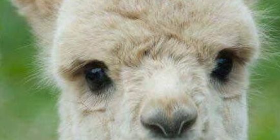 Imagem do grupo de WhatsApp Memes