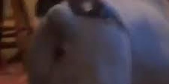 Imagem do grupo de WhatsApp fIGuRiNiAS🤡🌒