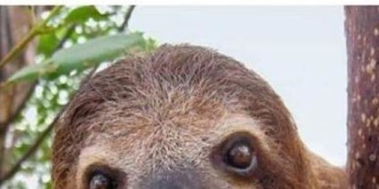 Imagem do grupo de WhatsApp Troca de figurinhas zap🤡