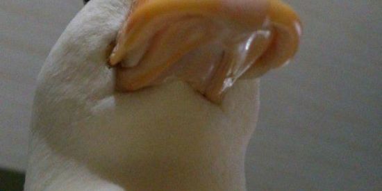 Imagem do grupo de WhatsApp GRUPO DAS FIGURINHAS