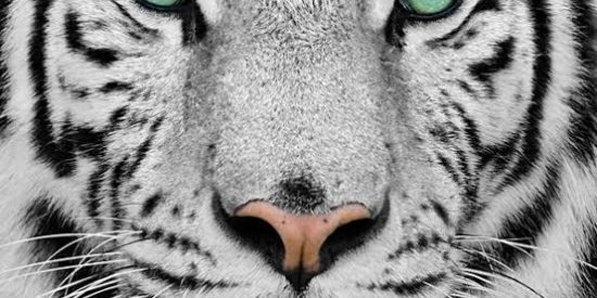 Imagem do grupo de WhatsApp Jogo do bicho karinne