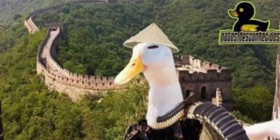 Imagem do grupo de WhatsApp QG SHITOSTER