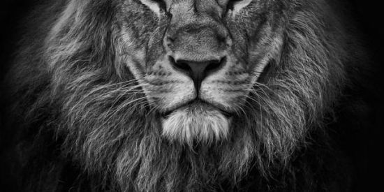 Imagem do grupo de WhatsApp 🦁Recrutamento 🦁єρl'ร🦁