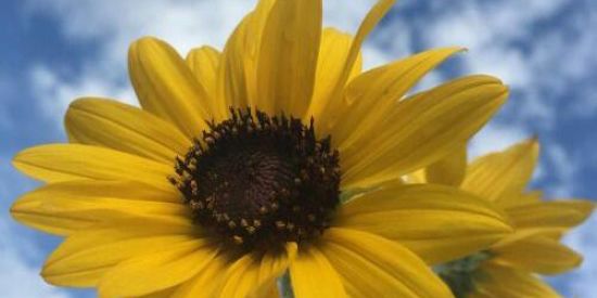 Imagem do grupo de WhatsApp Grupo auto ajuda 2