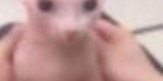 Imagem do grupo de WhatsApp ❍ RODA CROMADA❂ ꦿ