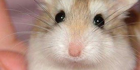 Imagem do grupo de WhatsApp Stickers🪂