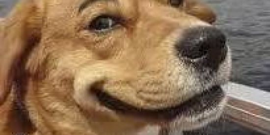 Imagem do grupo de WhatsApp Os Tops Dos Stickers