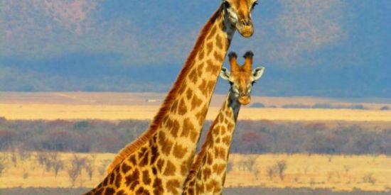 Imagem do grupo de WhatsApp Amantes da Natureza