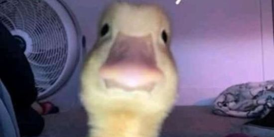 Imagem do grupo de WhatsApp Figurinhas