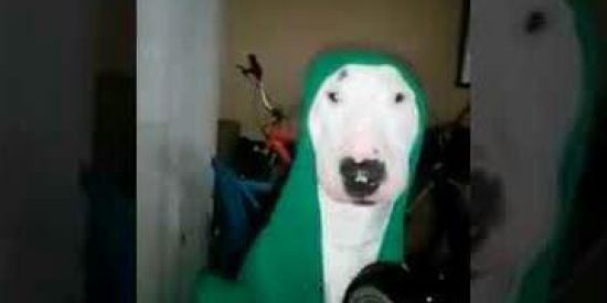 Imagem do grupo de WhatsApp Doguinho da panela