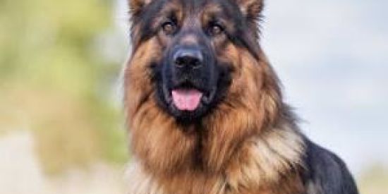 Imagem do grupo de WhatsApp Pastor alemão - PE