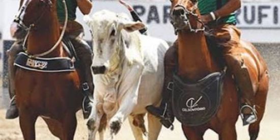 Imagem do grupo de WhatsApp Amantes de vaquejada 🐎🏇🏽🤠