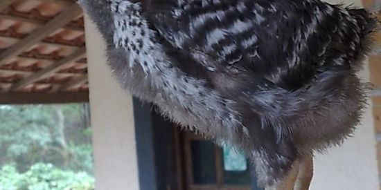 Imagem do grupo de WhatsApp Cornos Umilds 3.0