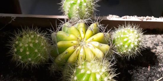 Imagem do grupo de WhatsApp Cactário virtual🌵🌵♥️🍃