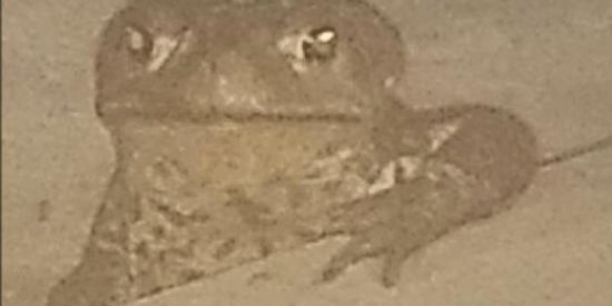 Imagem do grupo de WhatsApp 🐸Bufos regulares🐸