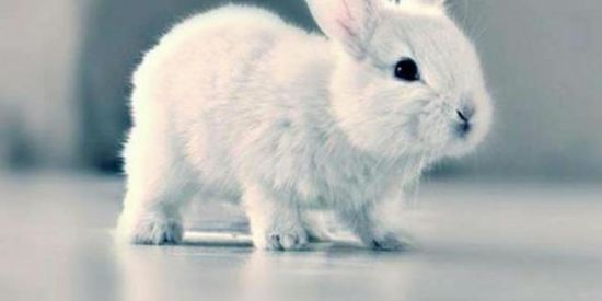 Imagem do grupo de WhatsApp Coelhinhos e TikTokers