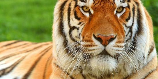 Imagem do grupo de WhatsApp ♻️AMIGOS DOS FERAS J.B♻️