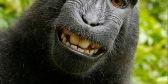 Imagem do grupo de WhatsApp MACACOS SOLTOS CUIDADO 🐵🚨