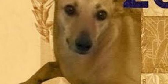 Imagem do grupo de WhatsApp Figurinhas e memes😉🥳