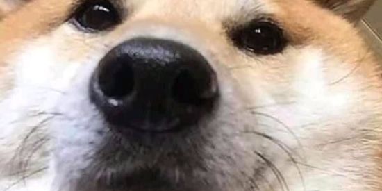 Imagem do grupo de WhatsApp FIGURAS oi