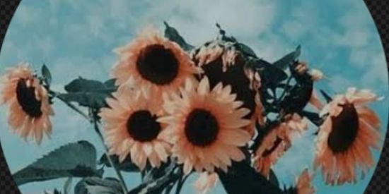 Imagem do grupo de WhatsApp Chuva de seguidores✨🦋