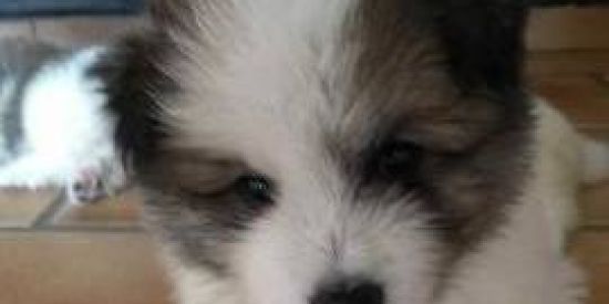 Imagem do grupo de WhatsApp 💯Figurinhɑs 🎡🎉