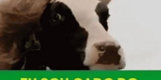 Imagem do grupo de WhatsApp União dos gados