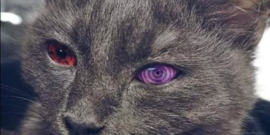 Imagem do grupo de WhatsApp Cadastramento Kirigakure