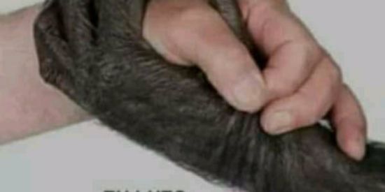 Imagem do grupo de WhatsApp Pedros