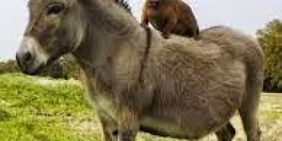 Imagem do grupo de WhatsApp Vídeos engraçados