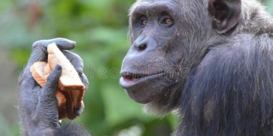 Imagem do grupo de WhatsApp Grupo dos Pedros