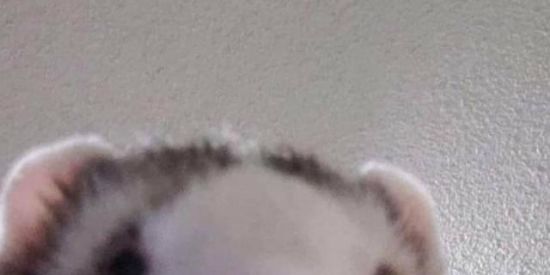 Imagem do grupo de WhatsApp Migu