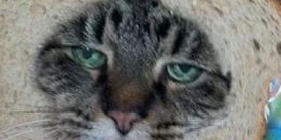 Imagem do grupo de WhatsApp 🐵Stickers