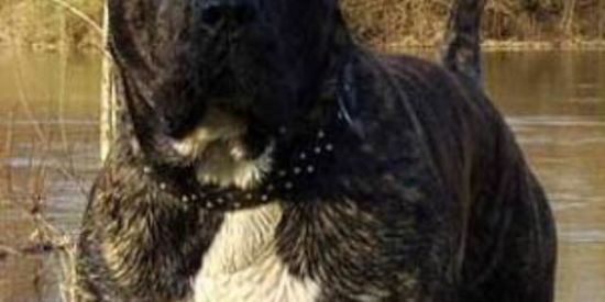 Imagem do grupo de WhatsApp Cães de Guarda 🐕‍🦺