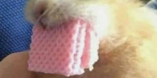 Imagem do grupo de WhatsApp Zoeiras e afins 🤡