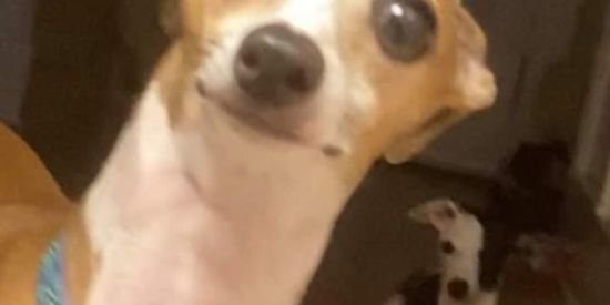 Imagem do grupo de WhatsApp Fauna virtual 🙄😂 Serrinha