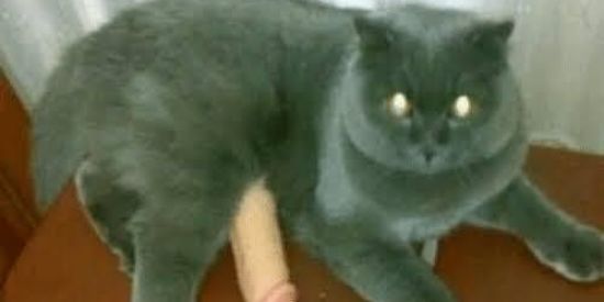 Imagem do grupo de WhatsApp ShitPosti