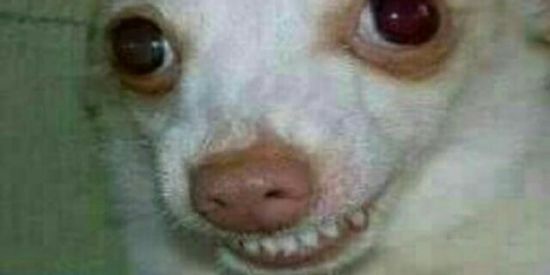 Imagem do grupo de WhatsApp grupo de figurinhas