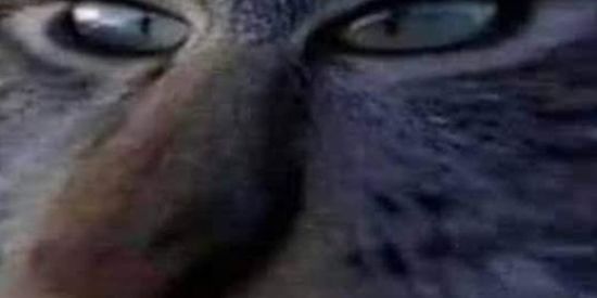 Imagem do grupo de WhatsApp ALLPoSt.memes