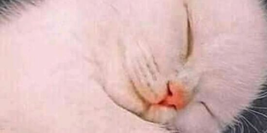 Imagem do grupo de WhatsApp Recrutamento {Anna}