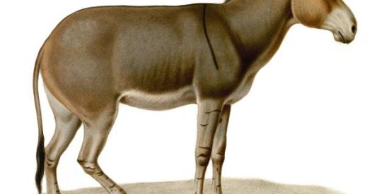 Imagem do grupo de WhatsApp Faça o que quiser