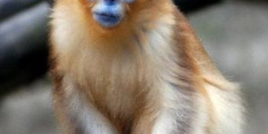 Imagem do grupo de WhatsApp ɱεɱεร รɦเƭρσรƭεɾ